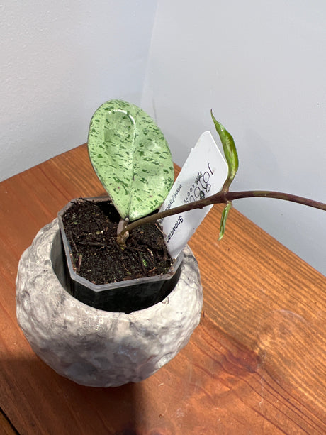 A-170 Hoya ‘Snowman’