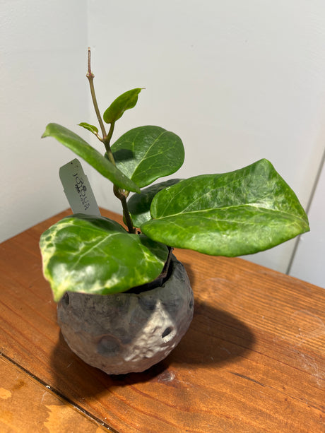 A-152 Hoya ‘Swiffer’s Candy’