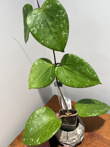 A-187 Hoya glabra (super splash)