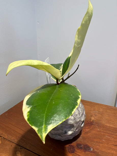 A-162 Hoya Ilagorium (albomarginata)