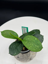 Hoya Diversifolia Splash