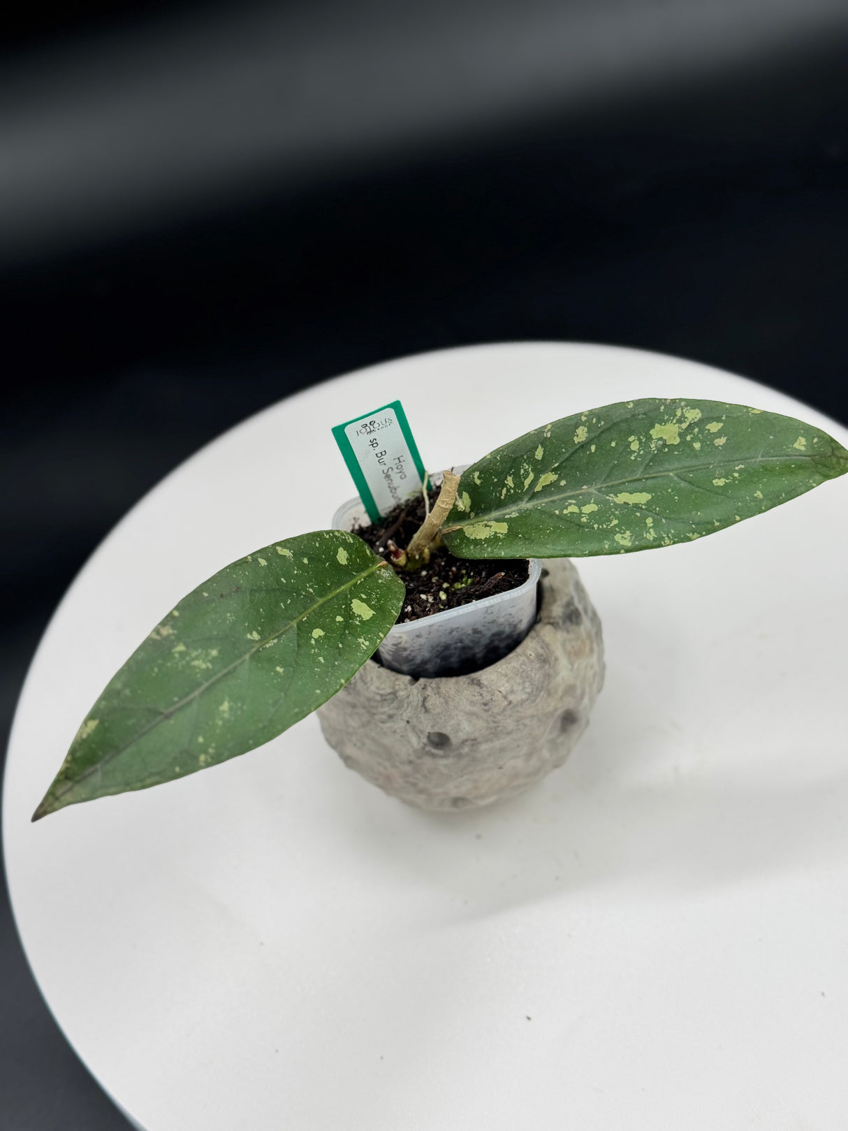 Hoya sp. Bur Senubun