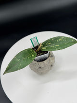 Hoya sp. Bur Senubun