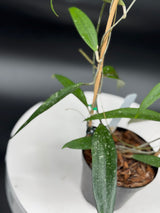 Hoya rindu raffelsia Splash