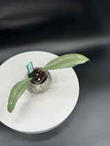 Hoya griffithii (Silver) Clone 1