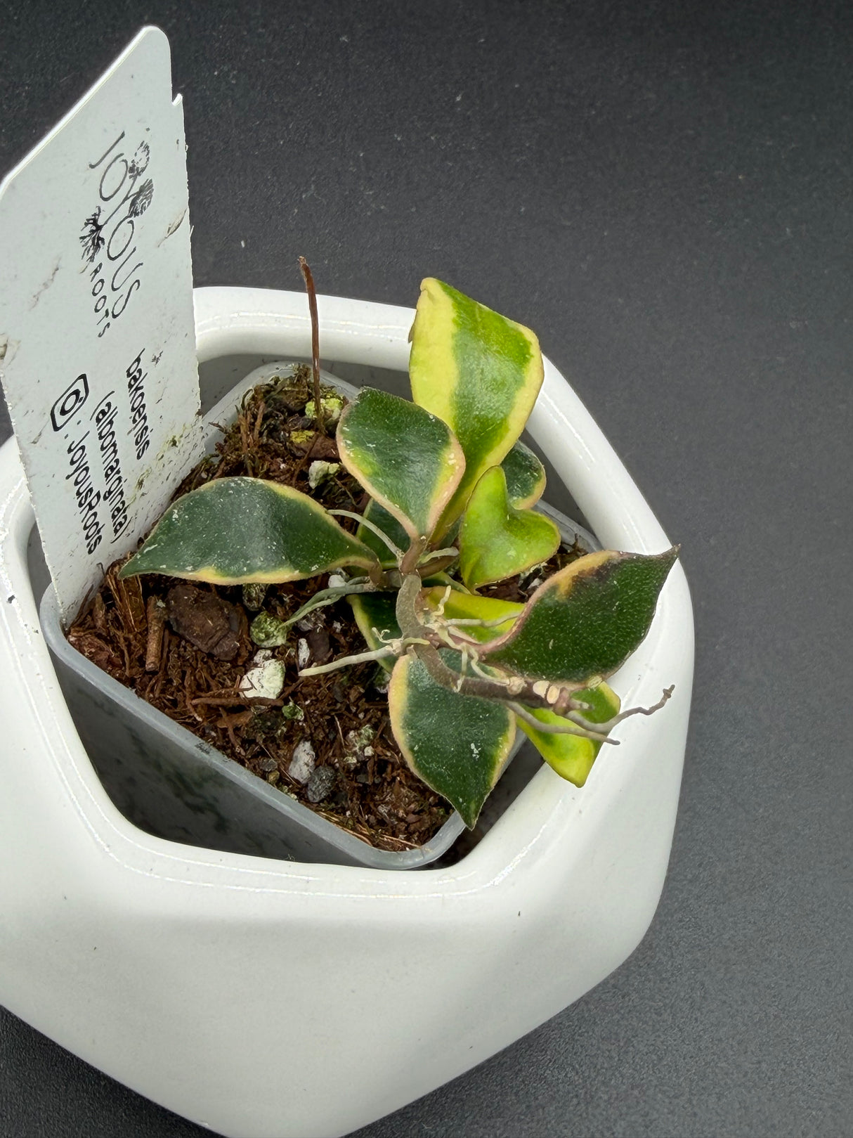 bakoensis (albomarginata) -WE-867