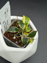 bakoensis (albomarginata) -WE-867