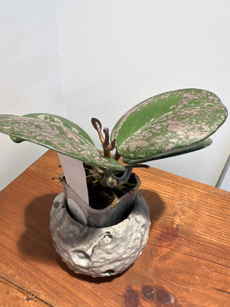 A-189 Hoya obovata (super splash)