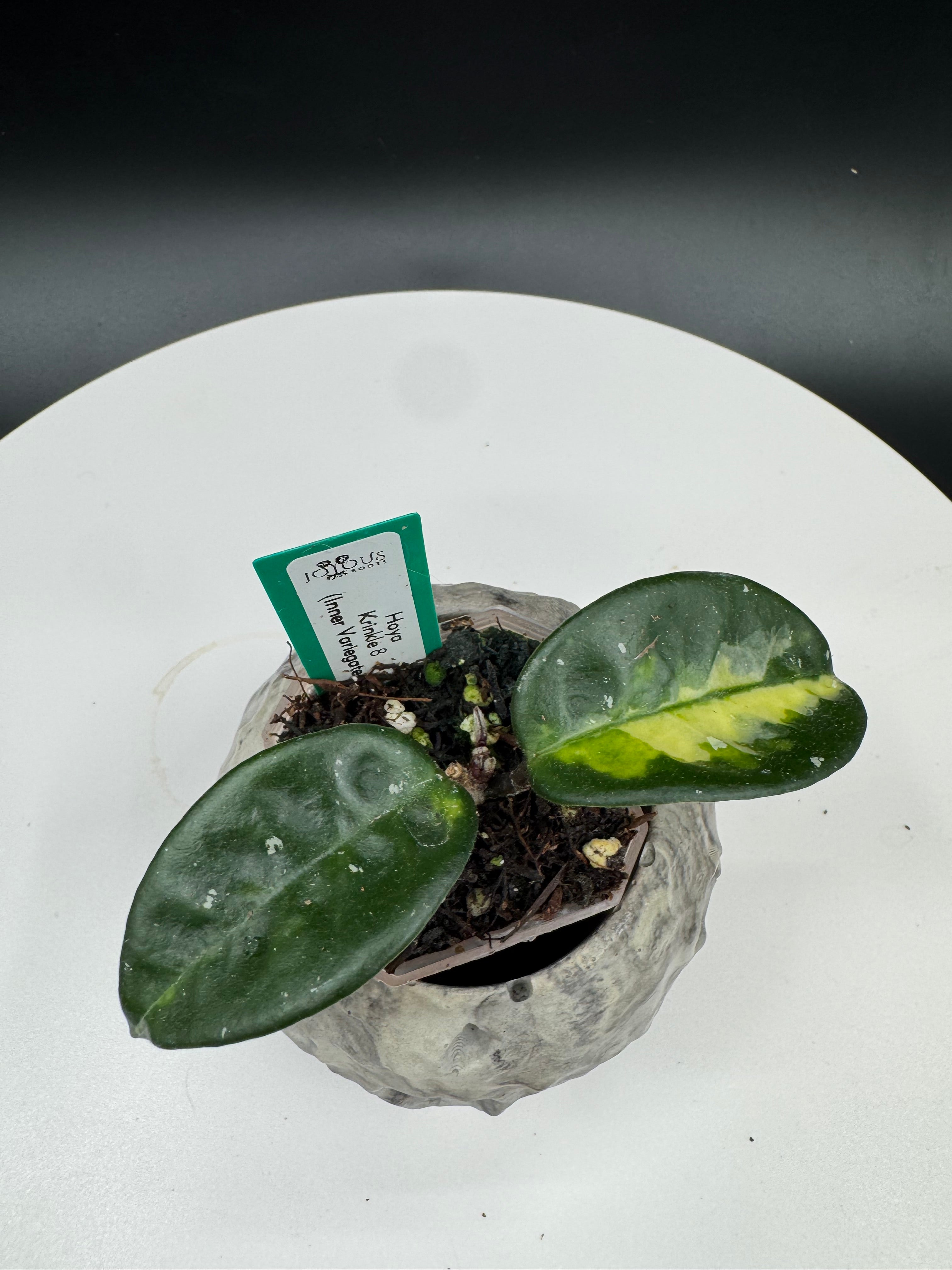 HOYA ロヘリ 250808 21 HOYA ロヘリ 250808 21 HOYA ロヘリ 250808 21 Hoya Loheri UNROOTED