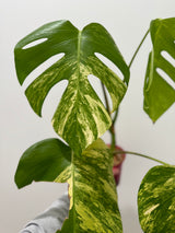 Monstera Aurea SF