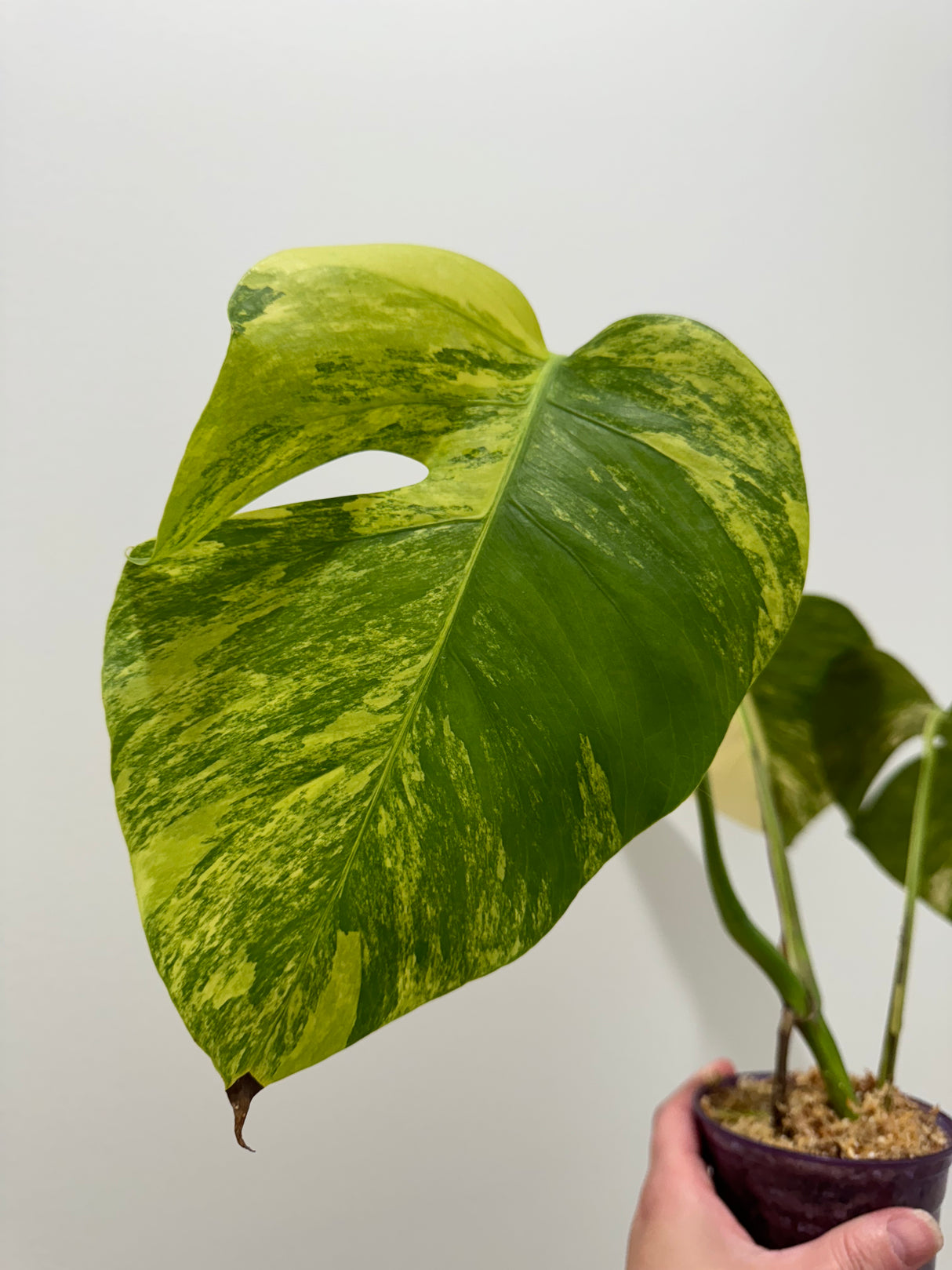 Monstera Aurea SF