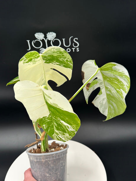 Monstera Albo SF