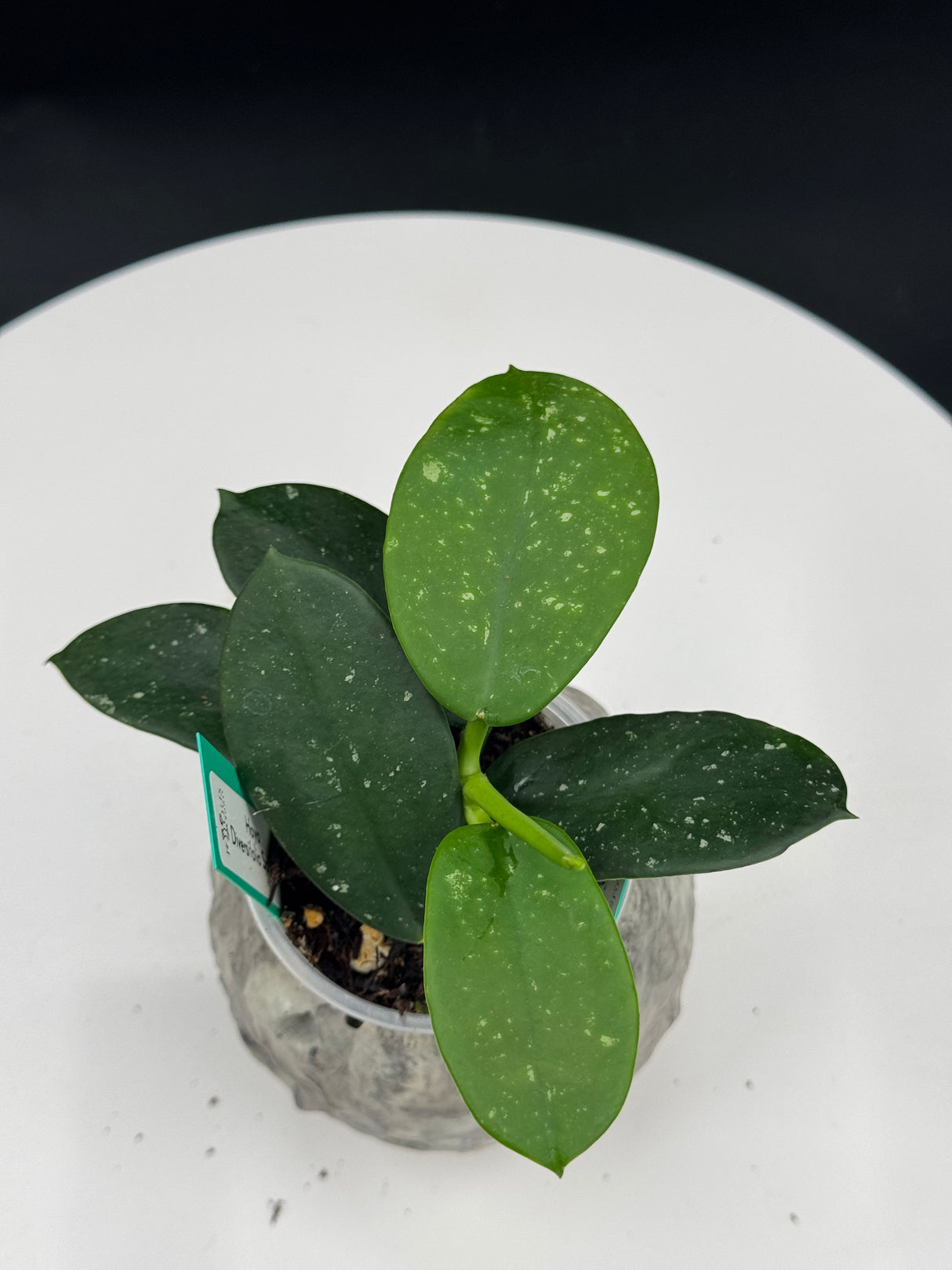 Hoya Diversifolia Splash