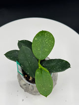 Hoya Diversifolia Splash