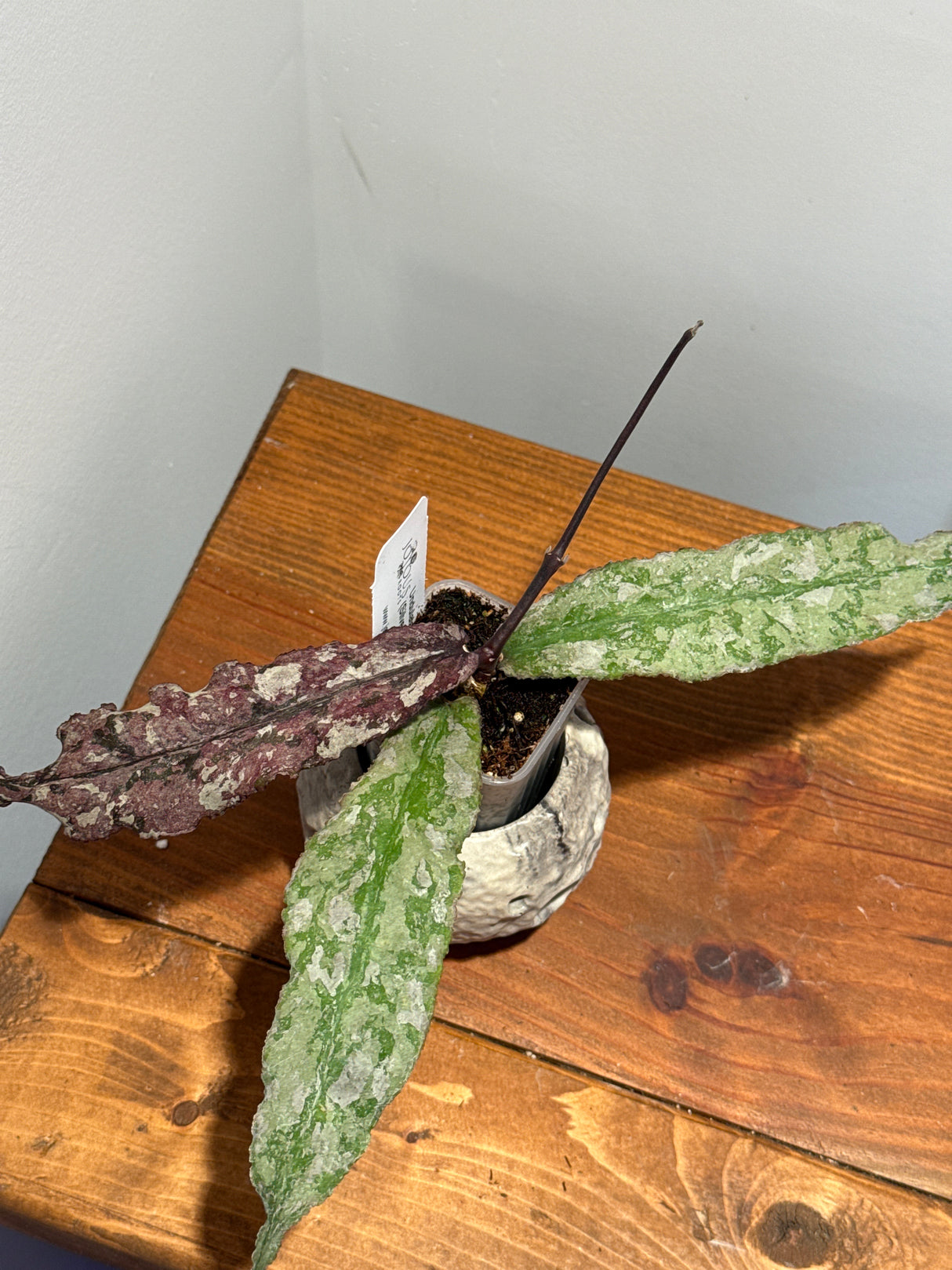 A-197 Undulata (silver