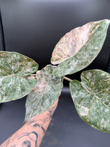 Alocasia Wentii Pink Albo