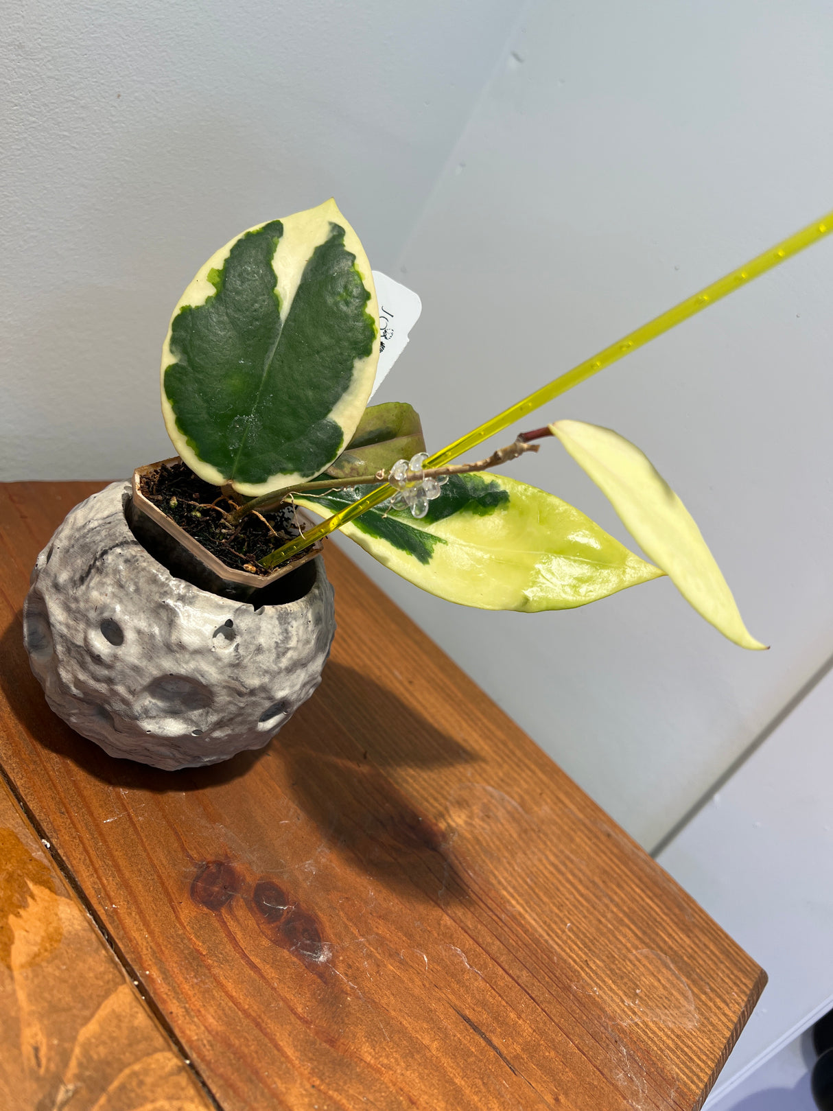 A-163 Hoya Ilagorium (albomarginata)