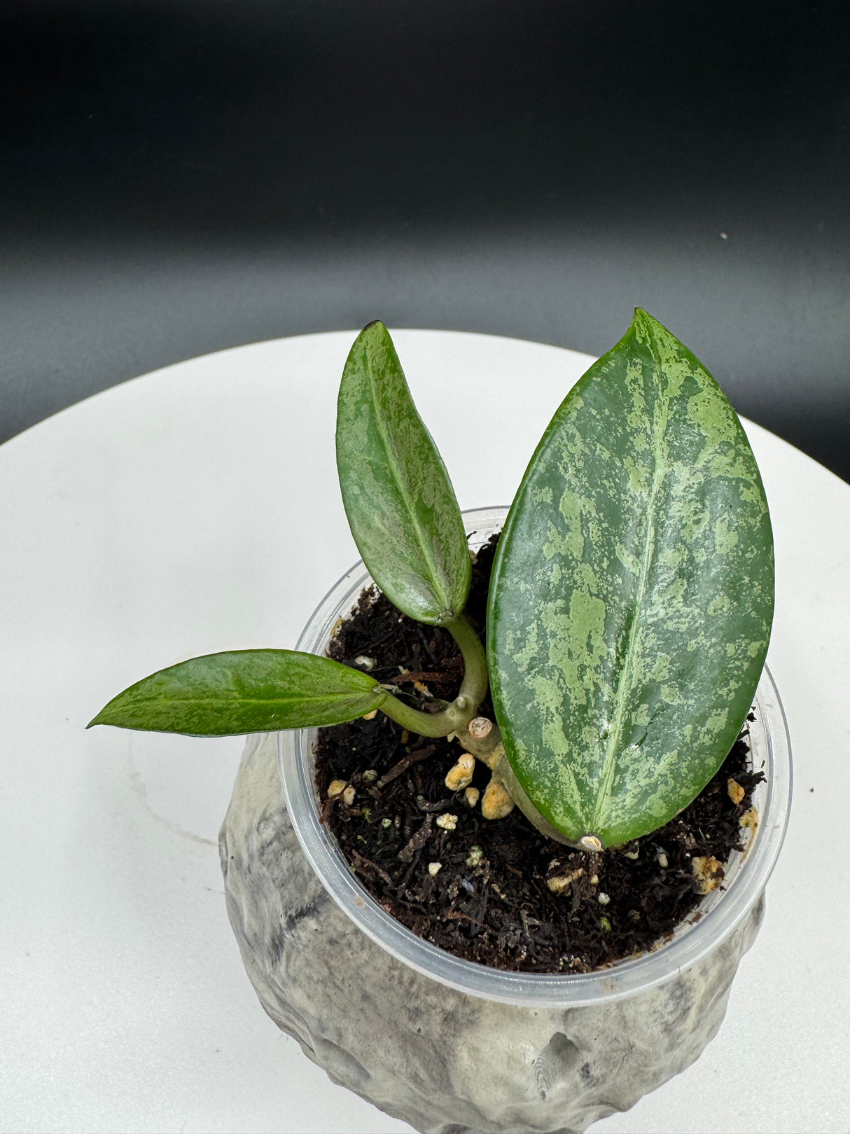 Hoya rime Splash