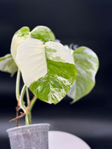 Monstera Albo SF