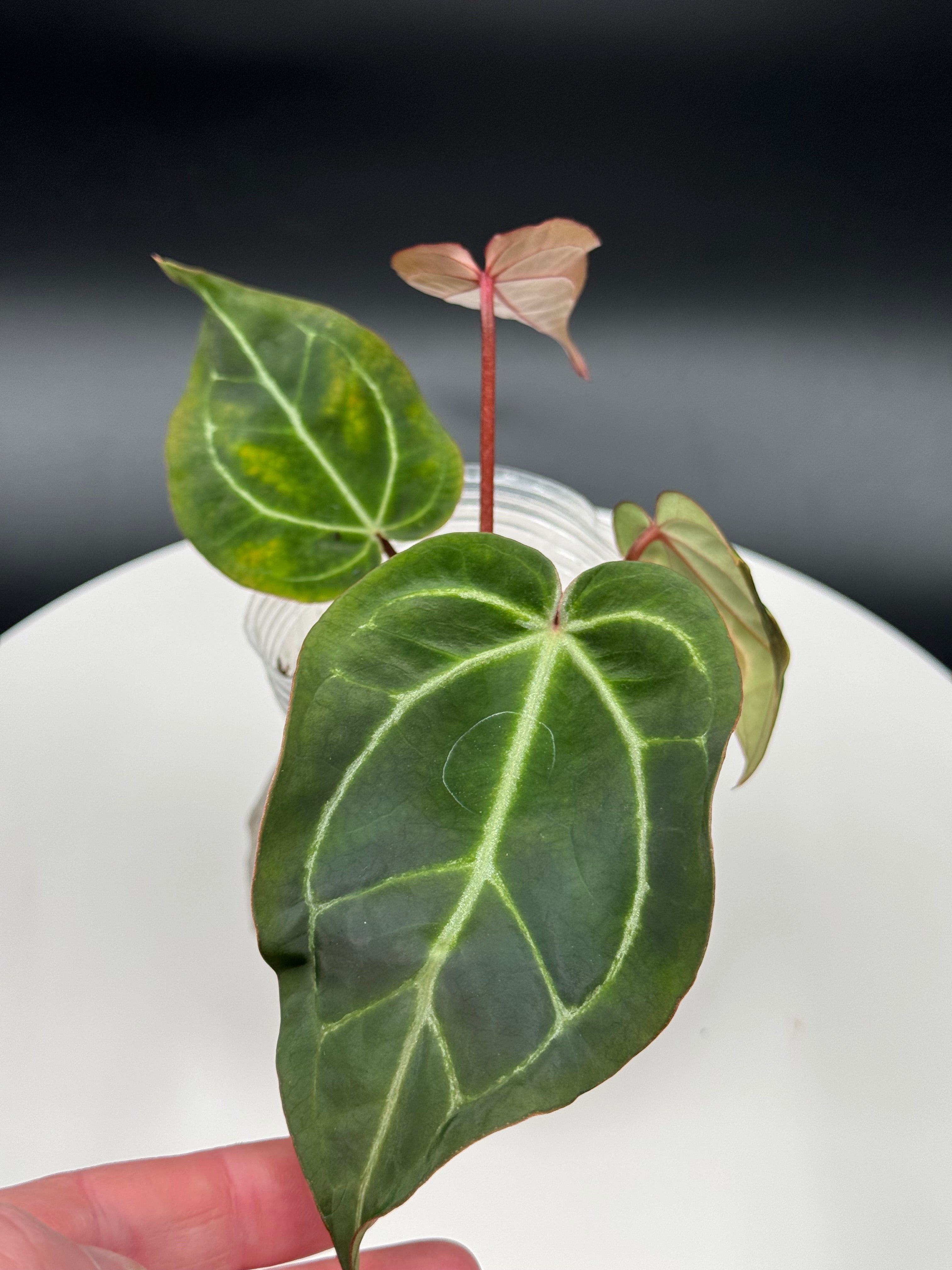 Anthurium BWM x (Brielle x Red Crystal) – Joyous Roots