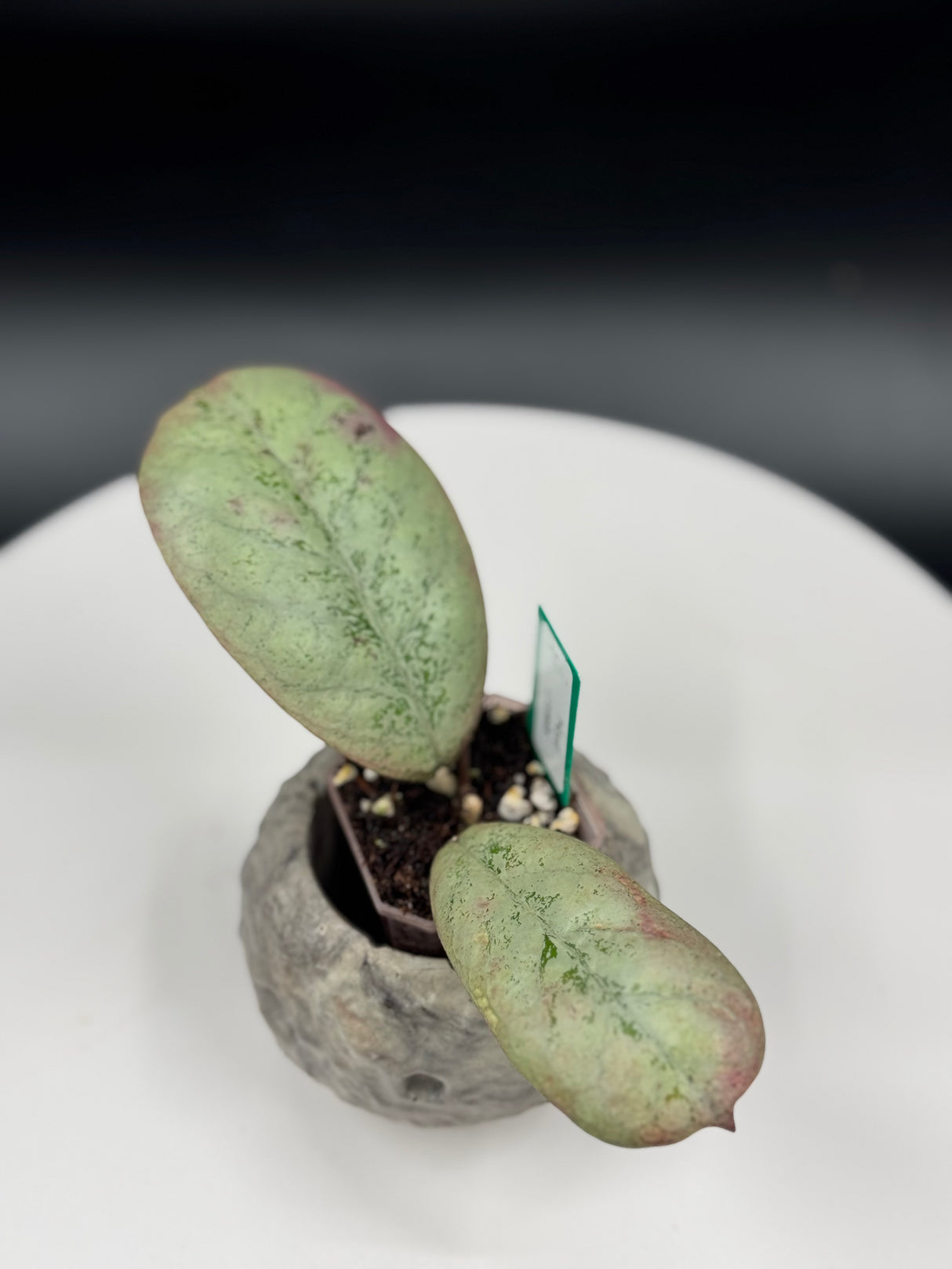 Hoya Lorelai