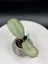 Hoya Lorelai
