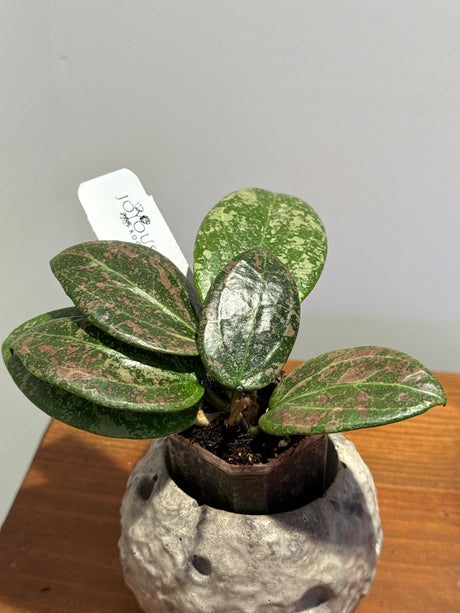 A-199 Hoya verticillata (FKA Wibergiae Round Leaf) (DMW-001-C)