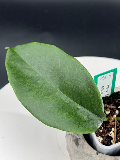 Hoya apoda