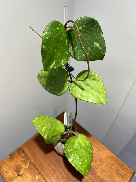 A-183 Hoya glabra (super splash)