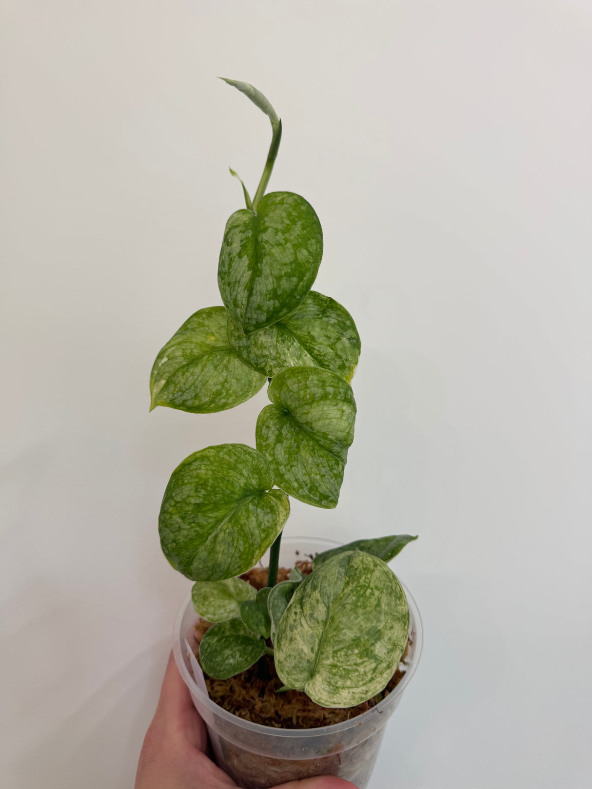 Scindapsus Halimoon