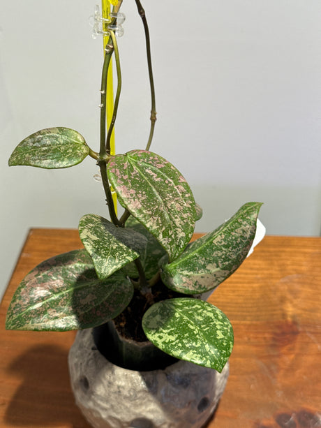 A-198 Hoya verticillata (FKA Wibergiae Round Leaf) (DMW-001-C)