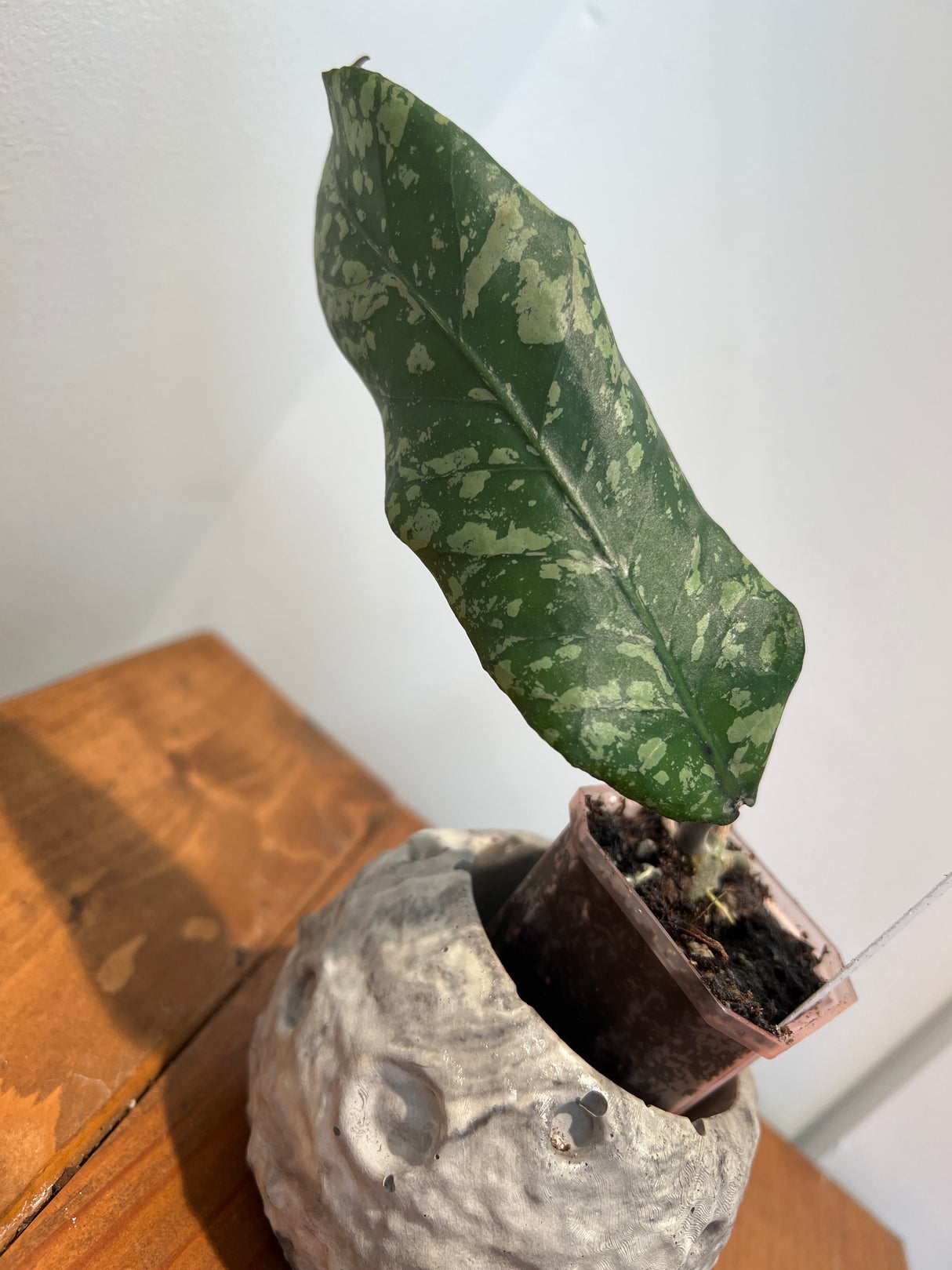 A-960 sp. bur petal ‘Spilled Rice’