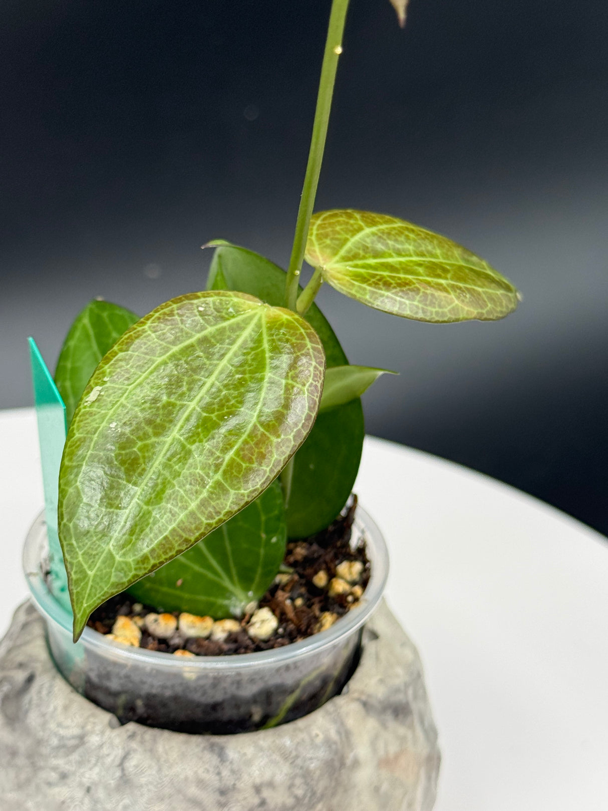 Hoya Fitchii