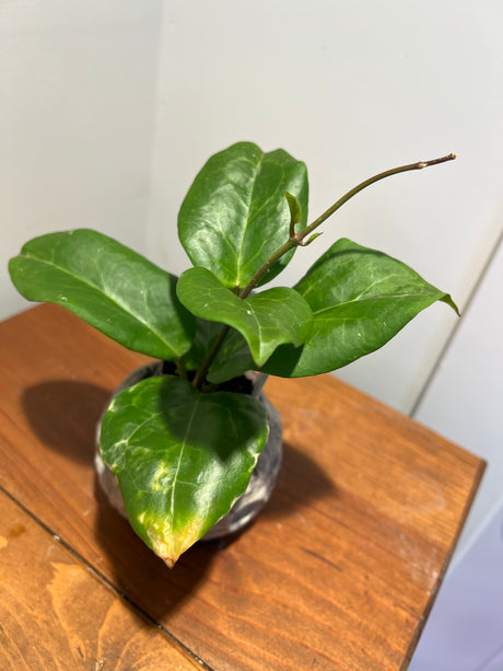 A-153 Hoya ‘Swiffer’s Candy’