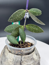 Hoya NAP16