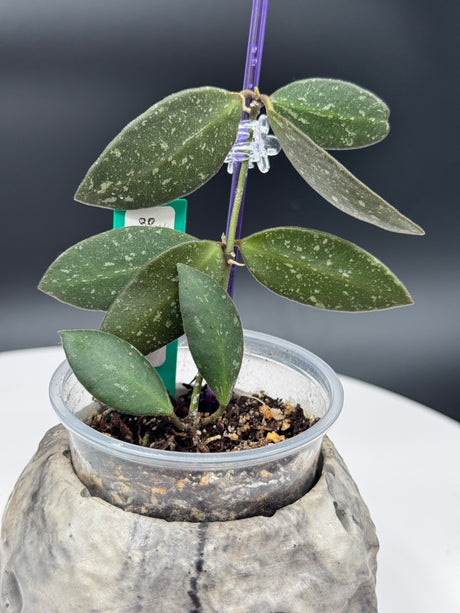 Hoya NAP16