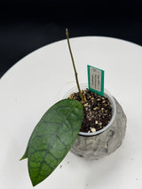 Hoya WRX37-01 (verticillata pink c callistophylla)