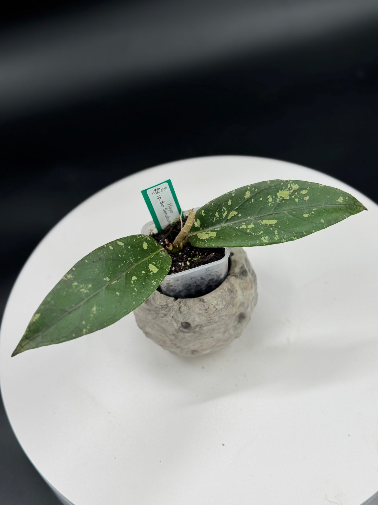 Hoya sp. Bur Senubun