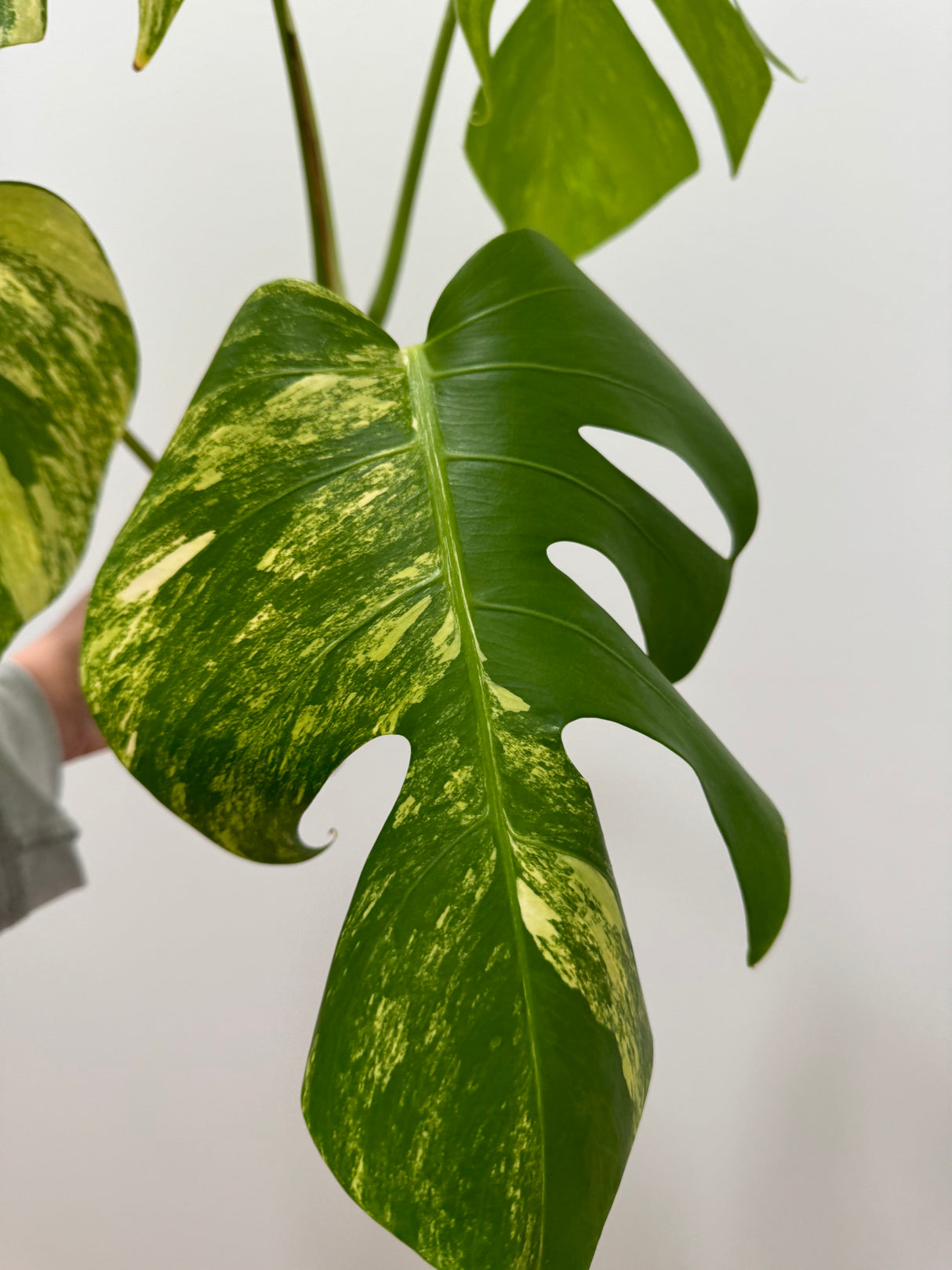 Monstera Aurea SF