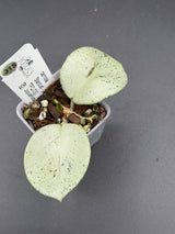 carnosa 'Stardust' TPQ-030 -WE-868