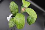 Callistophylla ’Vena’ - WD-474