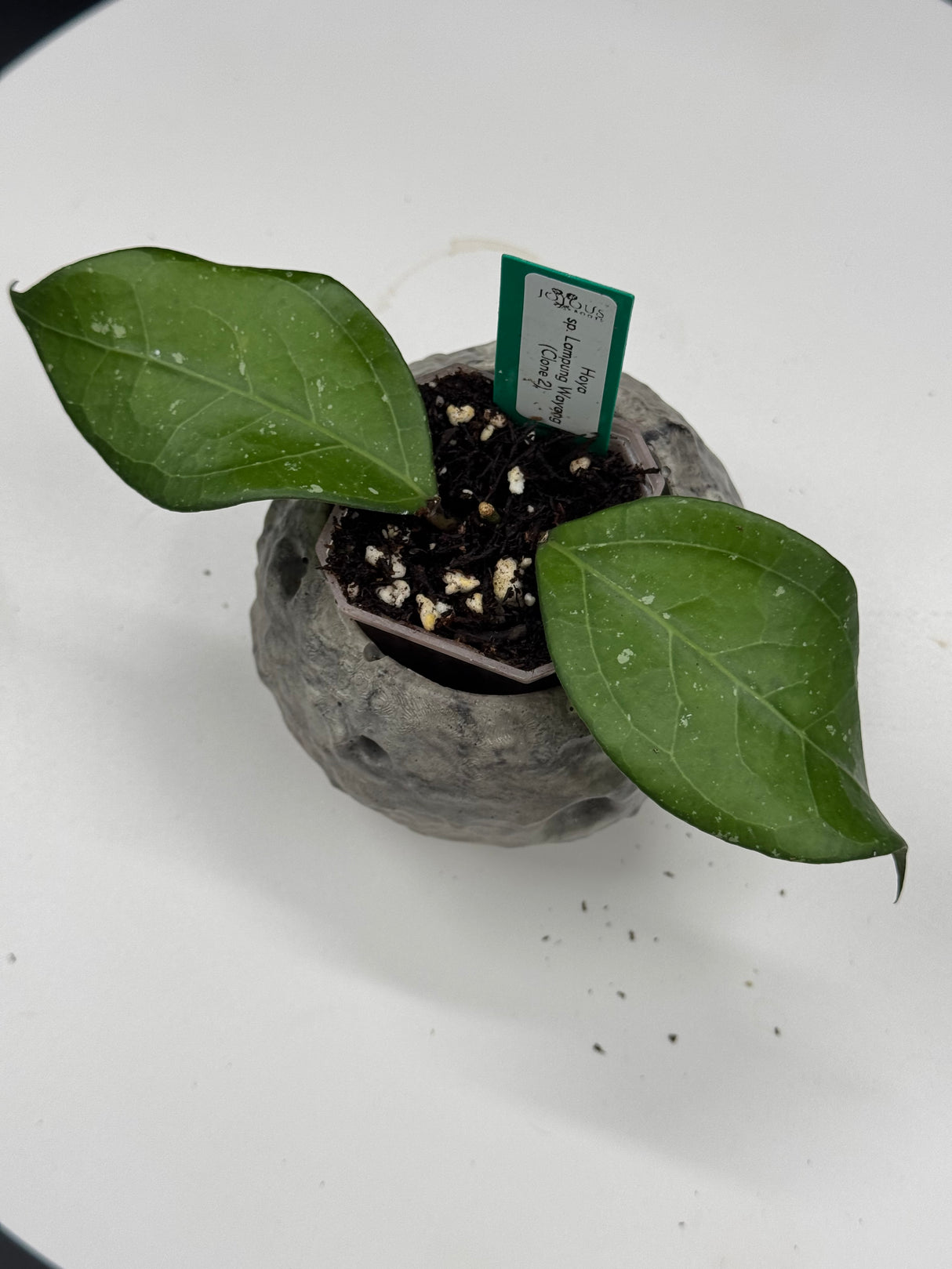 Hoya Lampung Wayang clone 2