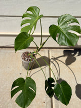 Monstera Deliciosa variegated - WG-005