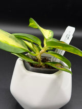para (inner variegated) - WD-949