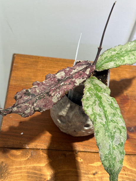 A-197 Undulata (silver