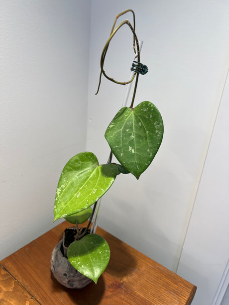 A-184 Hoya glabra (super splash)