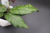 Callistophylla AR18 - WD-605