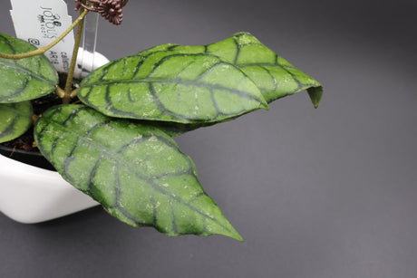 Callistophylla AR18 - WD-605