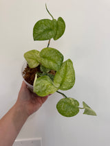Scindapsus Halimoon