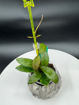 Hoya lacunosa Gothic